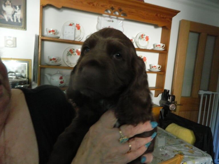 2 Remaining KC Registered Cocker Spaniel Girls for sale in Cupar, Fife | Image 3