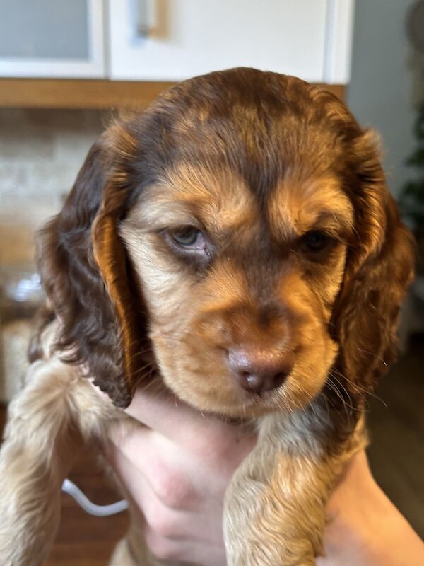 2 show Cocker Spaniel puppies - Image 1 of 3