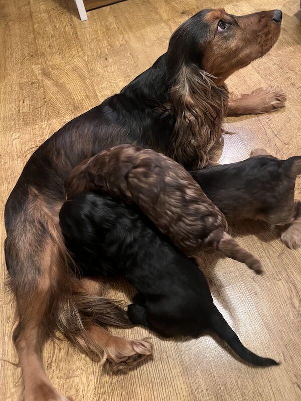 2 show Cocker Spaniel puppies - Image 2 of 3