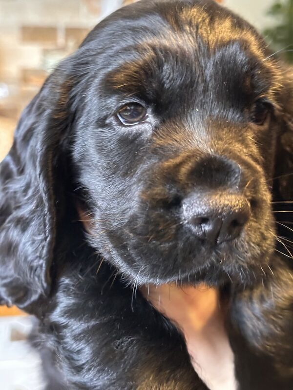 2 show Cocker Spaniel puppies - Image 3 of 3