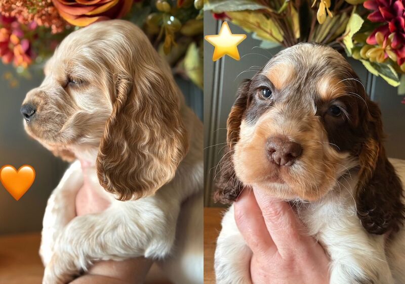 Cocker Spaniel puppies for sale in Carlisle, Cumbria – KC registered, 8 weeks old