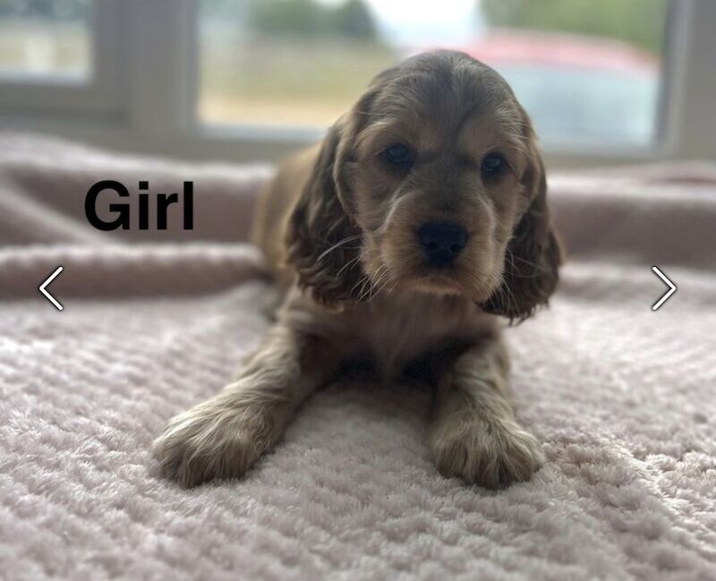 2 stunning cocker spaniel girls ready now