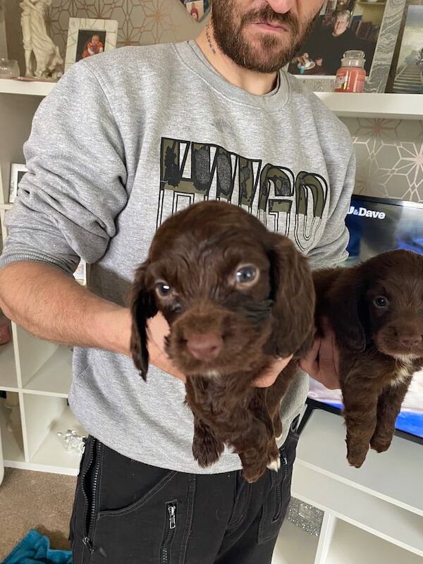 2 stunning cocker spaniel pups for sale in Walsall, West Midlands | Image 2