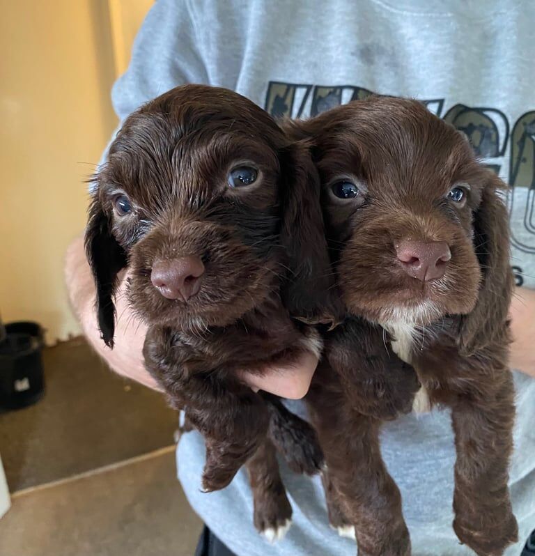 2 stunning cocker spaniel pups for sale in Walsall, West Midlands | Image 3