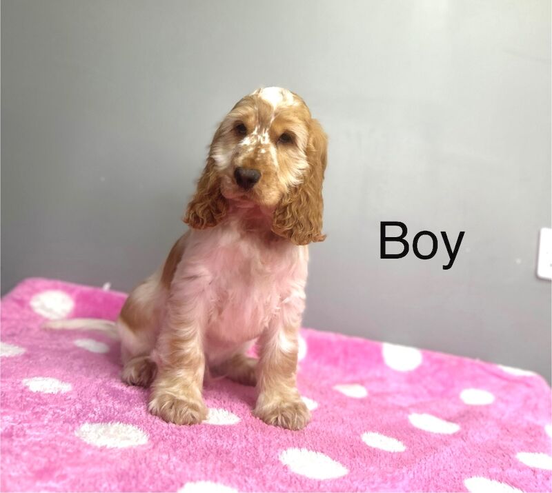 Cocker Spaniel puppies for sale in Wisbech, Cambridgeshire – KC registered, 4 months old - Image 2 of 9