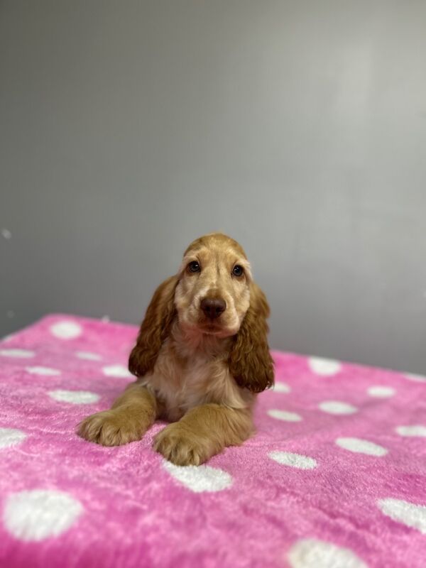 Cocker Spaniel puppies for sale in Wisbech, Cambridgeshire – KC registered, 4 months old - Image 6 of 9