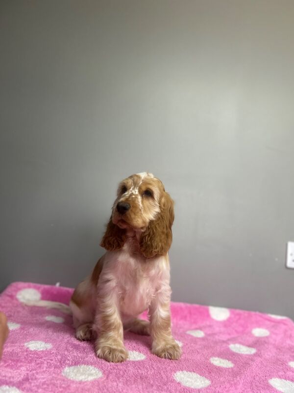 Cocker Spaniel puppies for sale in Wisbech, Cambridgeshire – KC registered, 4 months old - Image 7 of 9