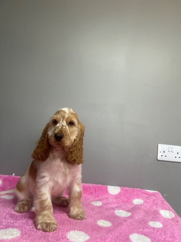 Cocker Spaniel puppies for sale in Wisbech, Cambridgeshire – KC registered, 4 months old - Image 9 of 9
