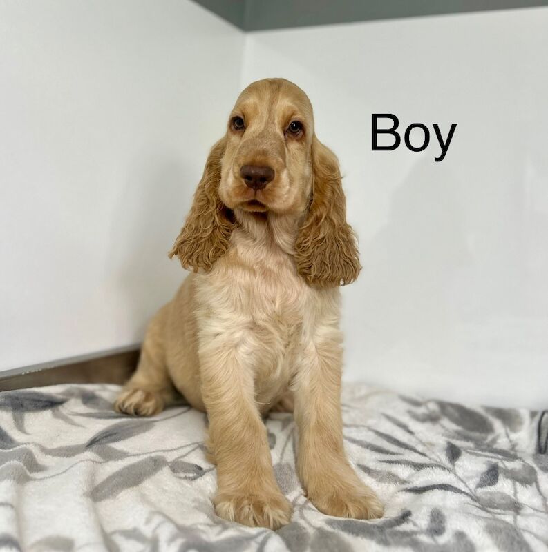 Cocker Spaniel puppies for sale in Wisbech, Cambridgeshire – KC registered, 3 months old