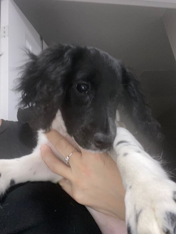 Cocker Spaniel puppies for sale in Finchampstead, Berkshire – 1 year old - Image 1 of 2