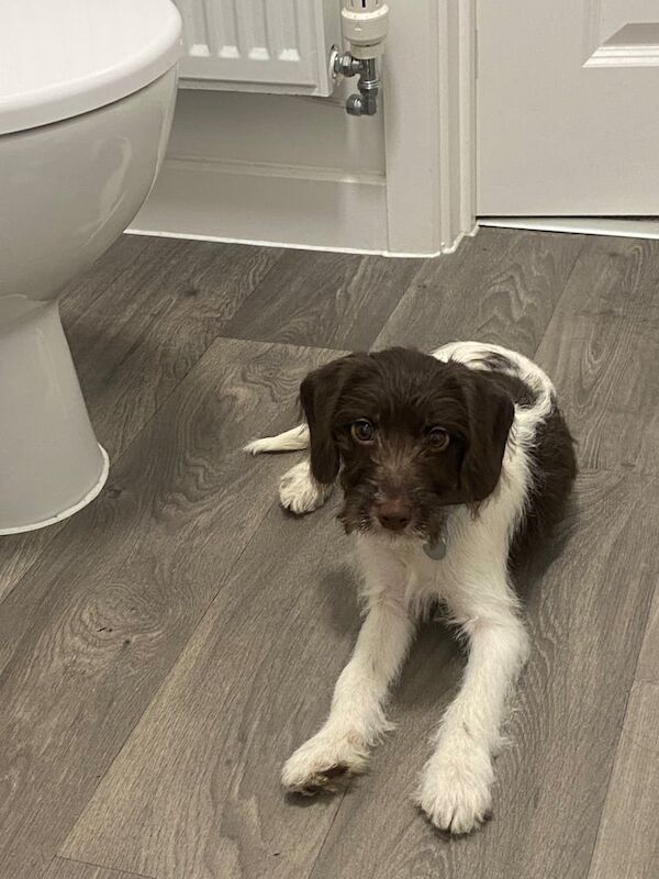 Cocker Spaniel puppies for sale in Finchampstead, Berkshire – 1 year old - Image 2 of 2