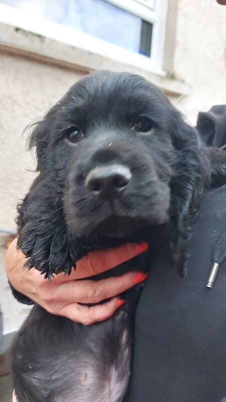 2 x Male 6 months old Field Trial Pedigree Cocker Spaniel Pups KC Registered £1000 each for sale in Dumbarton, Dunbartonshire