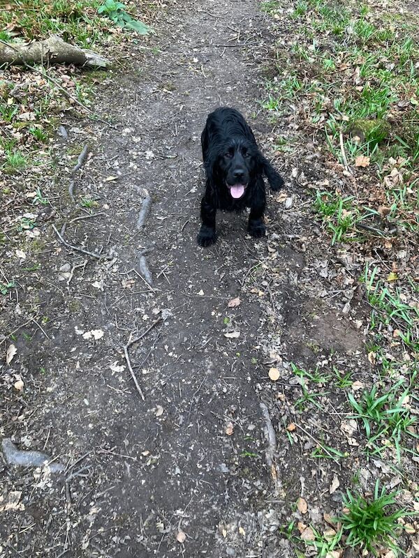 2 x Male 6 months old Field Trial Pedigree Cocker Spaniel Pups KC Registered £1000 each for sale in Dumbarton, Dunbartonshire - Image 2