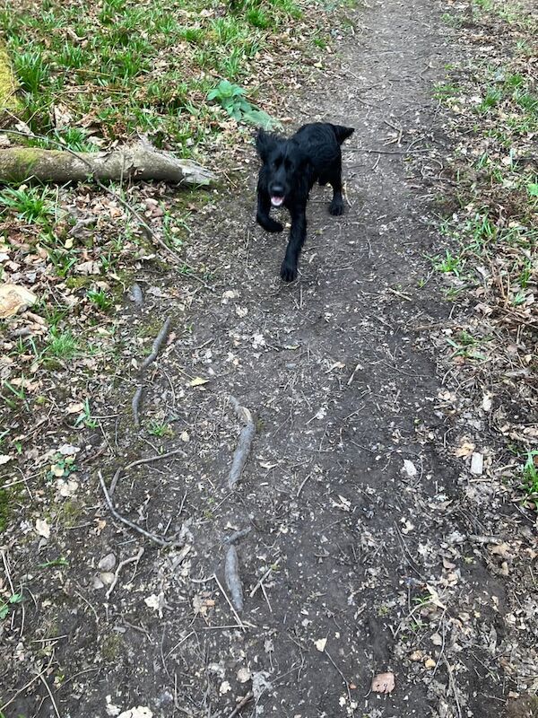 Cocker Spaniel puppies for sale in Dumbarton, Dunbartonshire – KC registered, 1 year old - Image 3 of 3
