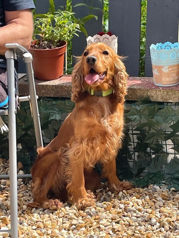 Cocker Spaniel puppies for sale in Banbridge, County Down – 2 years old