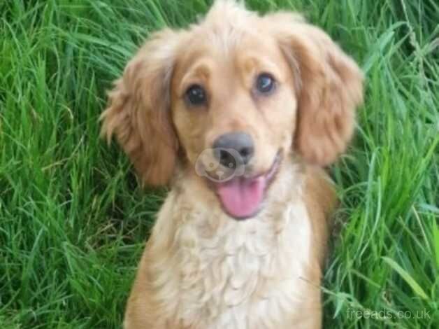 Cocker Spaniel puppies for sale in Wellington, Cumbria – 2 years old - Image 1 of 2