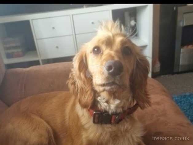 Cocker Spaniel puppies for sale in Wellington, Cumbria – 2 years old - Image 2 of 2