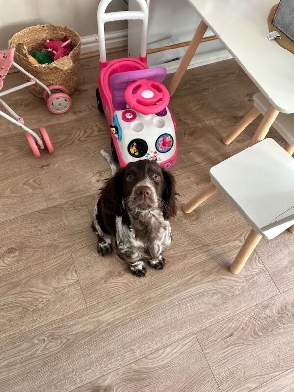20 week old sprocker puppy - Image 2 of 6