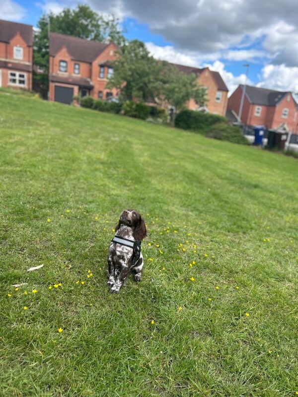 20 week old sprocker puppy - Image 4 of 6