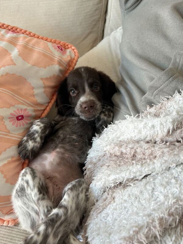 20 week old sprocker puppy - Image 6 of 6