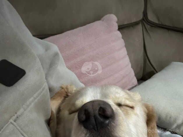 Cocker Spaniel puppies for sale in Canterbury, Kent – 3 years old - Image 4 of 5