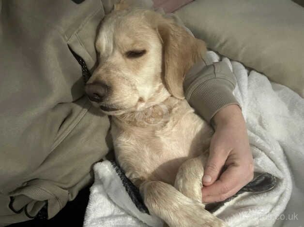 Cocker Spaniel puppies for sale in Canterbury, Kent – 3 years old - Image 5 of 5