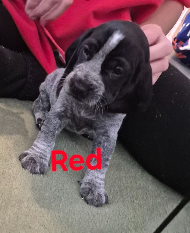 Cocker Spaniel puppies for sale in Ely, Cambridgeshire – 4 weeks old