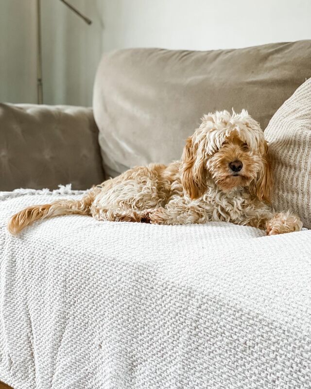 Cocker Spaniel puppies for sale in Ripon, North Yorkshire – 1 year old - Image 4 of 6