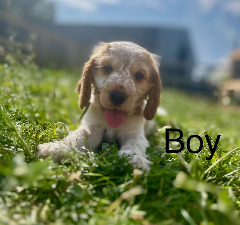 Cocker Spaniel puppies for sale in Wisbech, Cambridgeshire – KC registered, 6 weeks old
