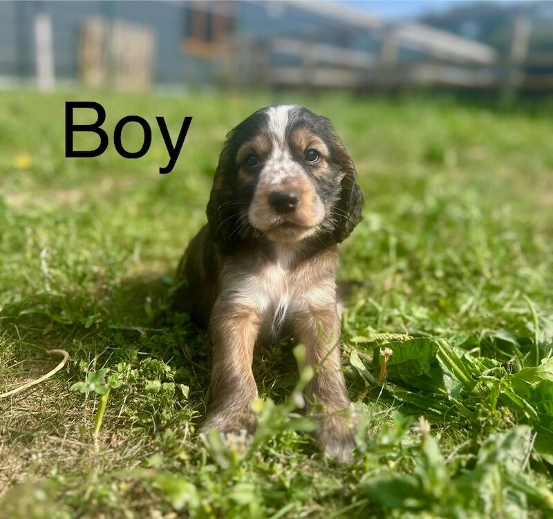 Cocker Spaniel puppies for sale in Wisbech, Cambridgeshire – KC registered, 7 weeks old - Image 2 of 4