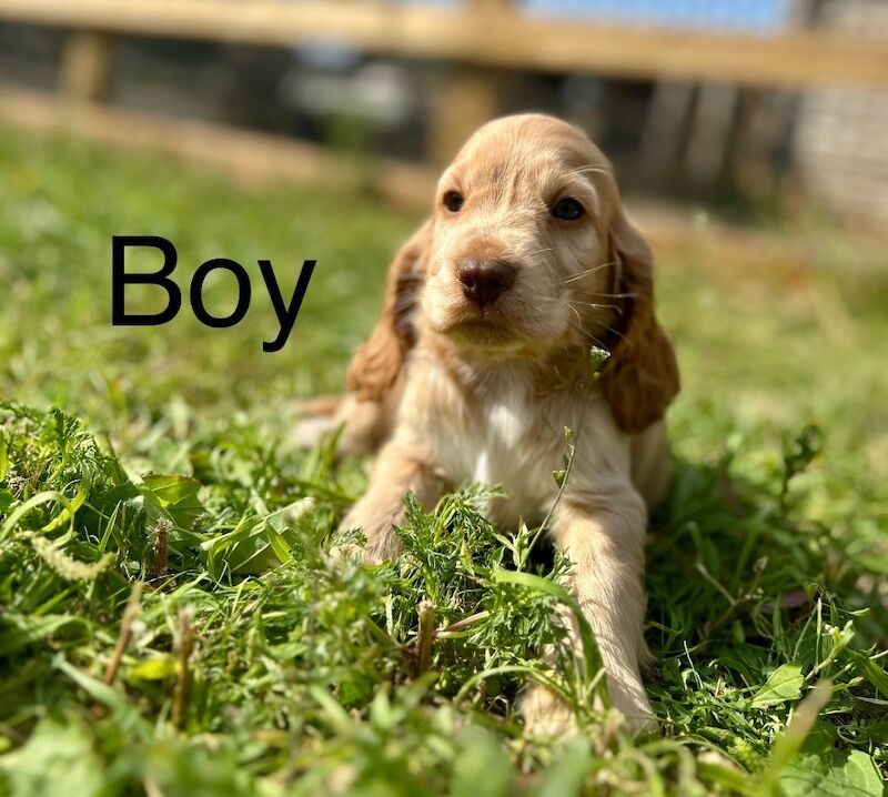 Cocker Spaniel puppies for sale in Wisbech, Cambridgeshire – KC registered, 7 weeks old - Image 3 of 4