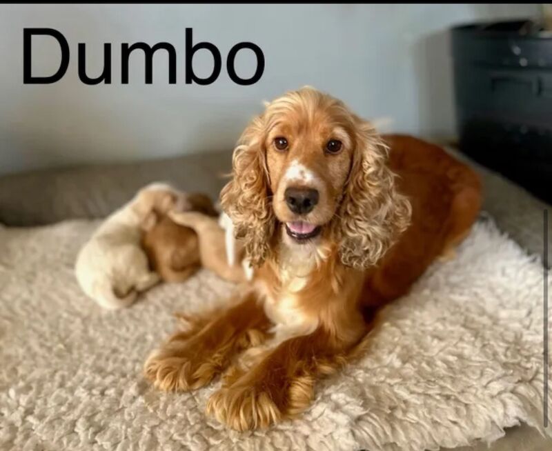 Cocker Spaniel puppies for sale in Wisbech, Cambridgeshire – KC registered, 7 weeks old - Image 4 of 4