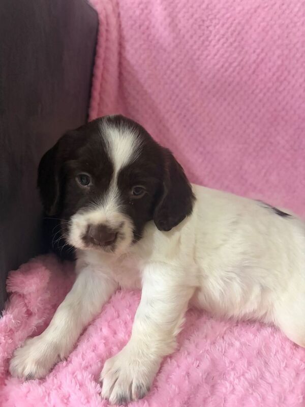 Cocker Spaniel puppies for sale in Plaistow, London – 8 weeks old