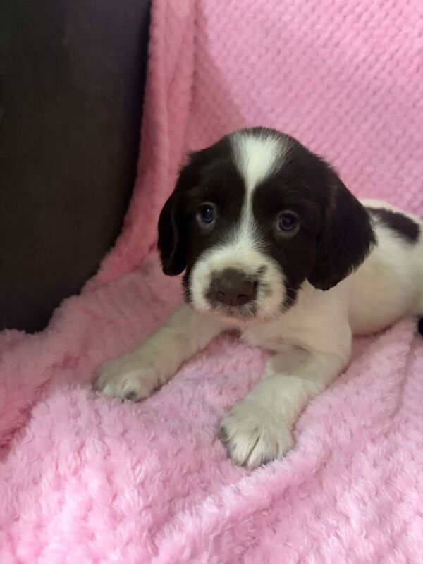 3 beautiful cocker spaniel puppies - Image 2 of 6