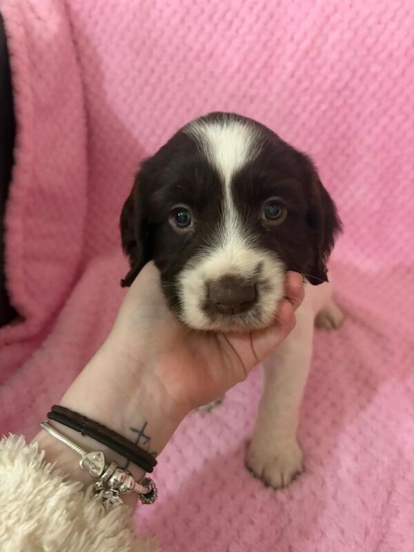 3 beautiful cocker spaniel puppies - Image 3 of 6