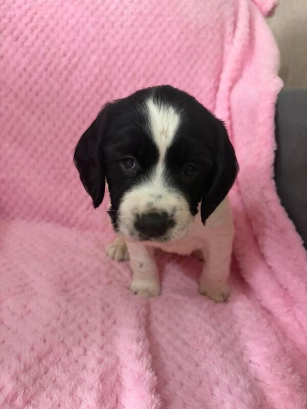 3 beautiful cocker spaniel puppies - Image 4 of 6