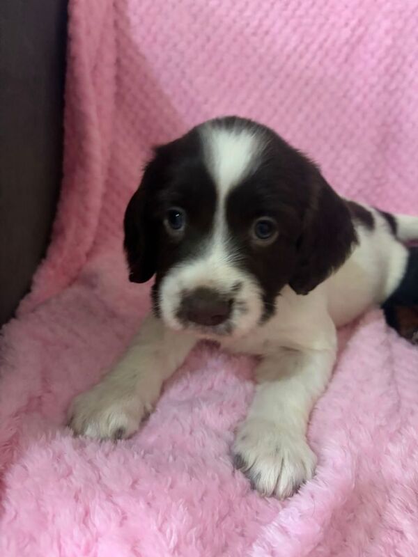 3 beautiful cocker spaniel puppies - Image 5 of 6