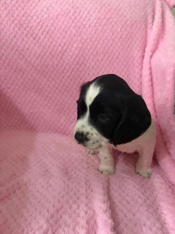 3 beautiful cocker spaniel puppies - Image 6 of 6