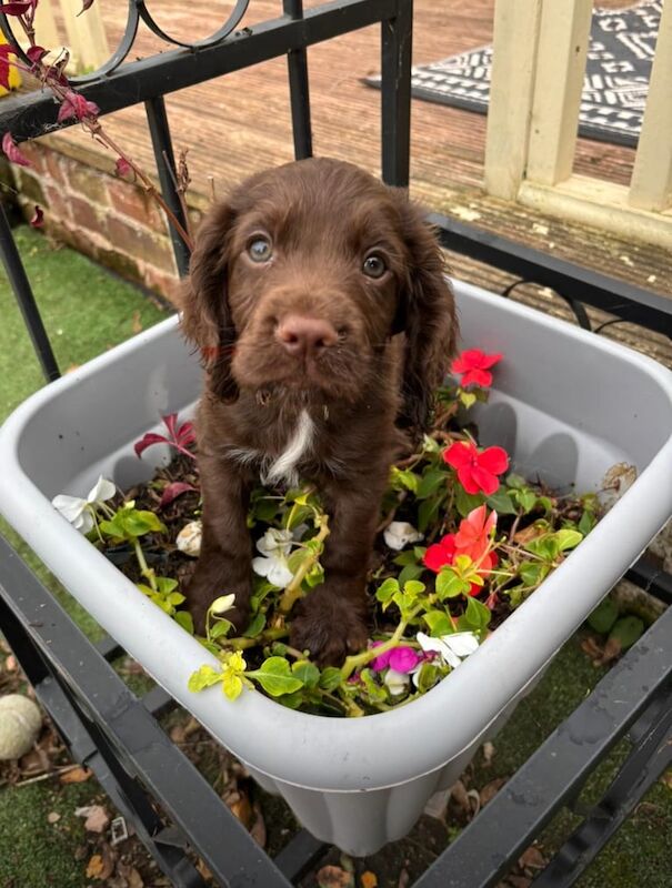 Cocker Spaniel puppies for sale in Torquay, Devon – KC registered, 8 weeks old
