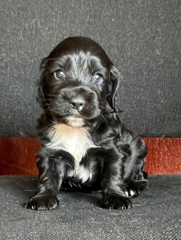 3 beautiful cocker spaniels
