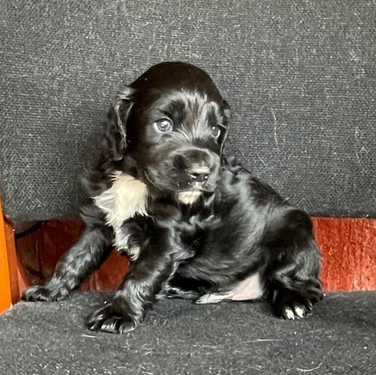 3 beautiful cocker spaniels - Image 2 of 6