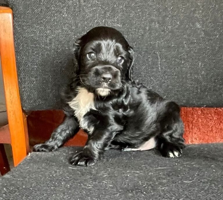 3 beautiful cocker spaniels - Image 3 of 6