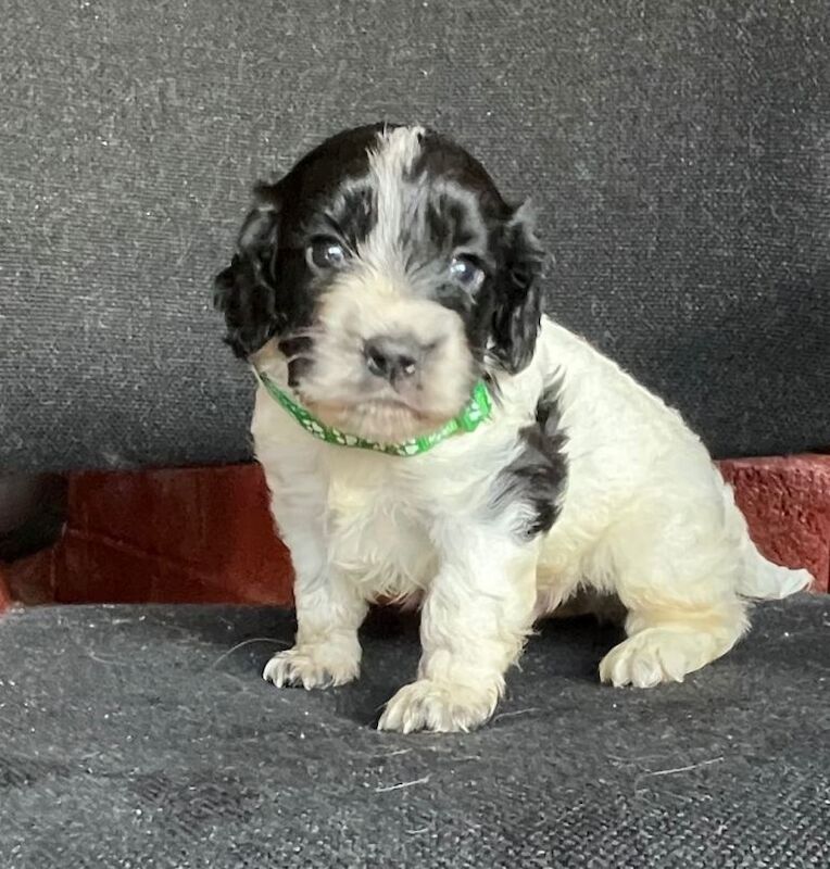 3 beautiful cocker spaniels - Image 5 of 6