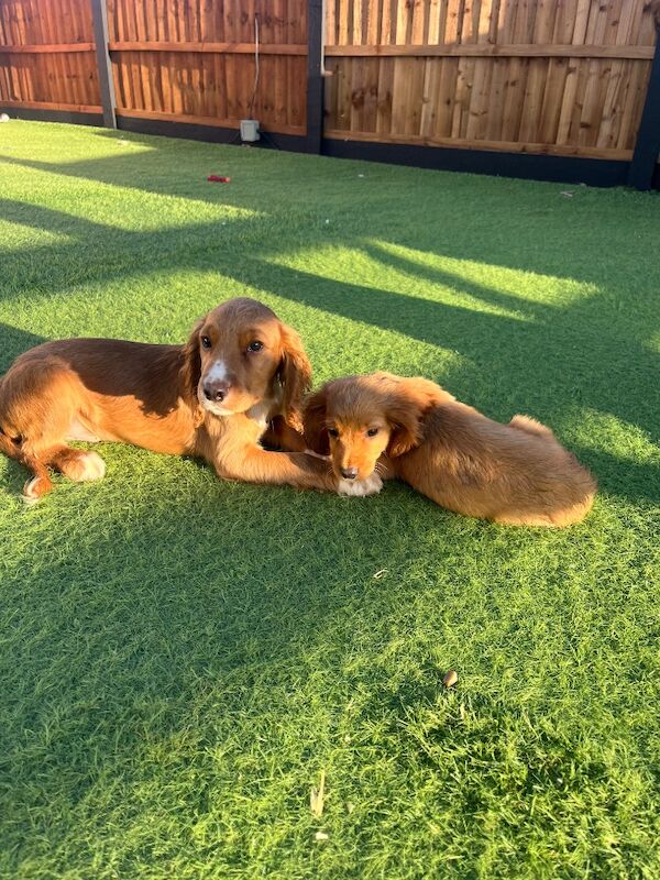 Cocker Spaniel Puppies For Sale