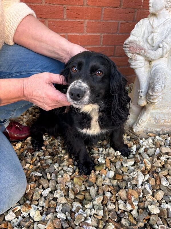 3 beautiful spaniels for sale in Taunton, Somerset - Image 2
