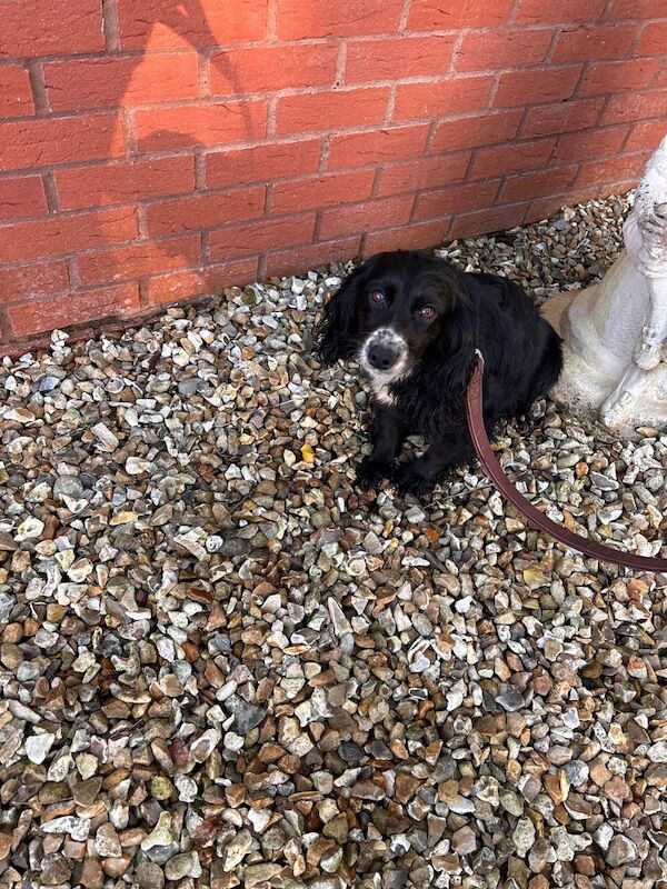 3 beautiful spaniels for sale in Taunton, Somerset - Image 3