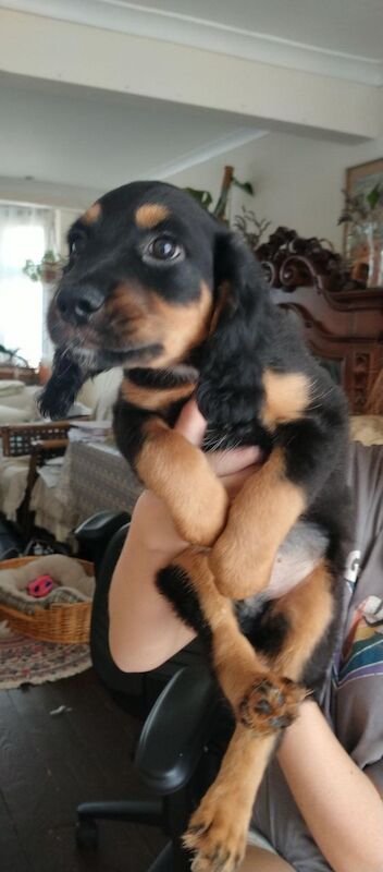 Cocker Spaniel Puppies For Sale Under £1,000