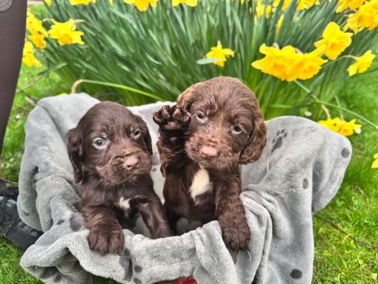 Working Cocker Spaniel Puppies For Sale