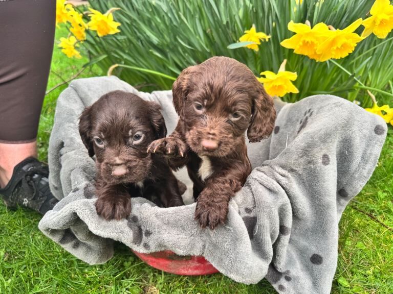 3 cocker spaniel puppies - Image 2 of 3