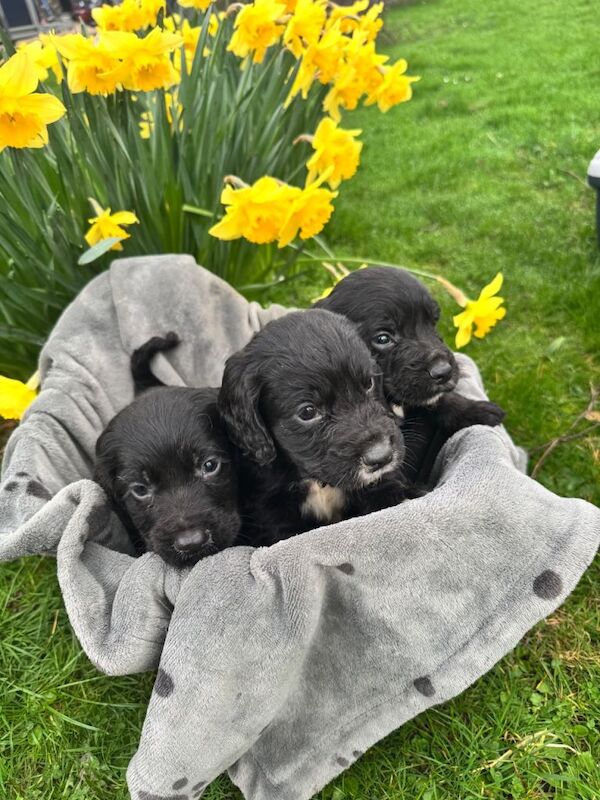 3 cocker spaniel puppies - Image 3 of 3